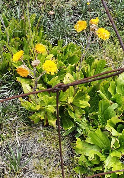 Podolepis robusta, photographed by ianrainbow