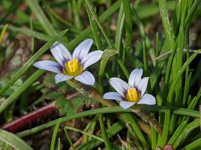 Romulea minutiflora, photographed by Ken-ichi Ueda