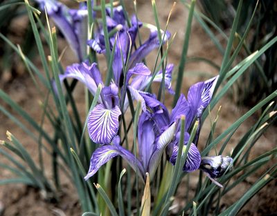 Iris loczyi, photographed by Peter L Achuff