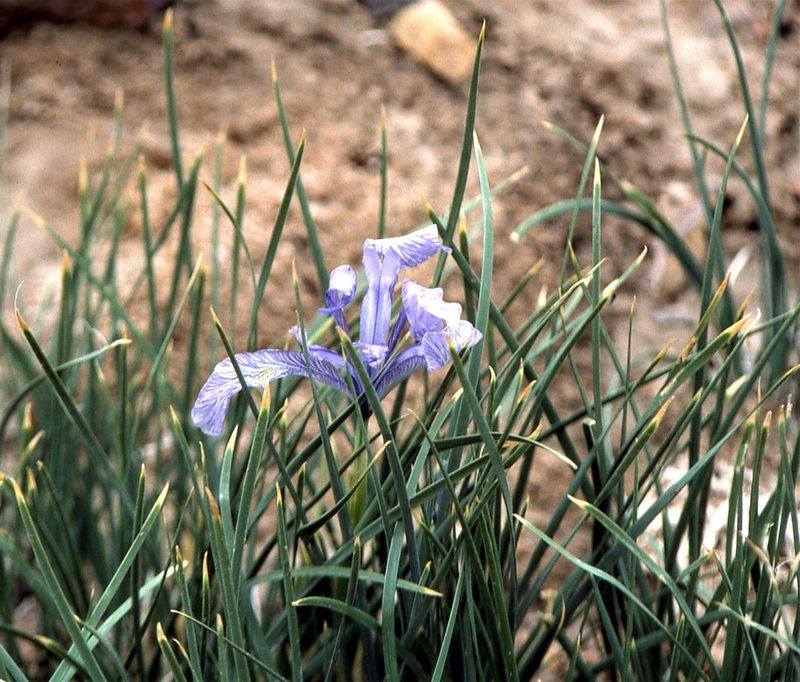 Iris loczyi, photographed by Peter L Achuff