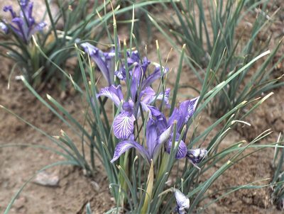 Iris loczyi, photographed by Peter L Achuff