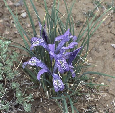 Iris loczyi, photographed by Peter L Achuff