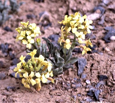 Sterigmostemum caspicum, photographed by Peter L Achuff