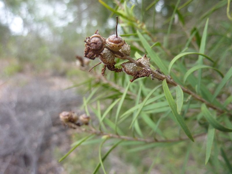 Melaleuca trichostachya, photographed by Tony van Kampen