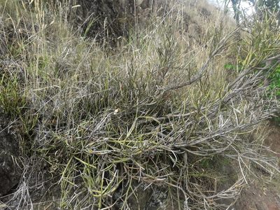Carmichaelia petriei, photographed by naturewatchwidow