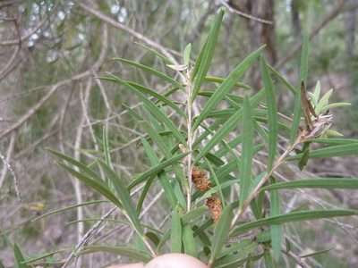 Melaleuca trichostachya, photographed by Tony van Kampen