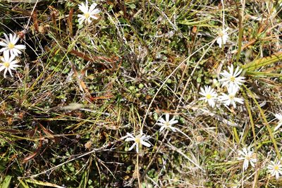 Celmisia glandulosa, photographed by Kathy Warburton