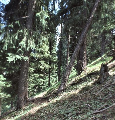 Picea schrenkiana, photographed by Peter L Achuff