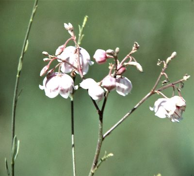 Poacynum pictum, photographed by Peter L Achuff