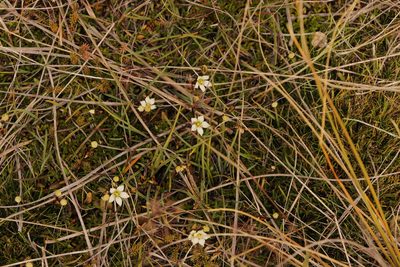 Gentianella grisebachii, photographed by Kathy Warburton