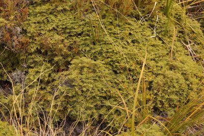 Gleichenia alpina, photographed by Kathy Warburton