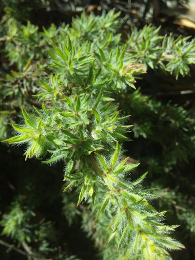 Pultenaea involucrata, photographed by insiderelic
