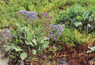 Limonium perezii, photographed by redrovertracy