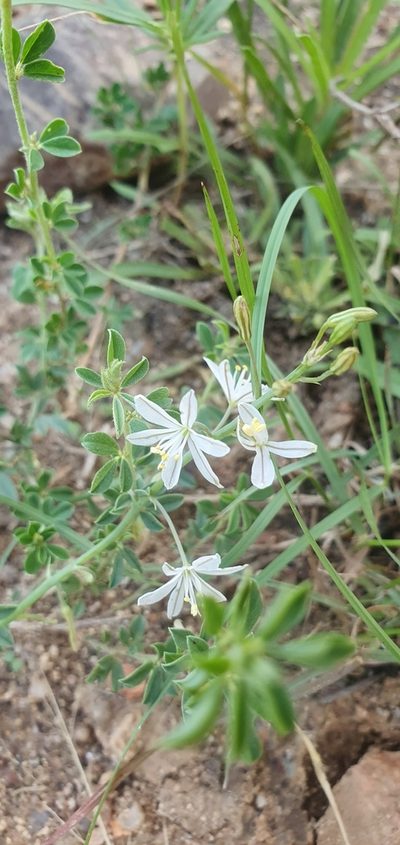 Trachyandra saltii, photographed by Nic Knott-Craig