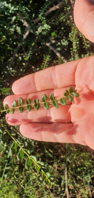 Zanthoxylum humile, photographed by Nic Knott-Craig