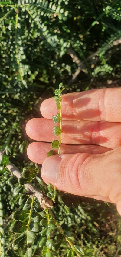 Zanthoxylum humile, photographed by Nic Knott-Craig