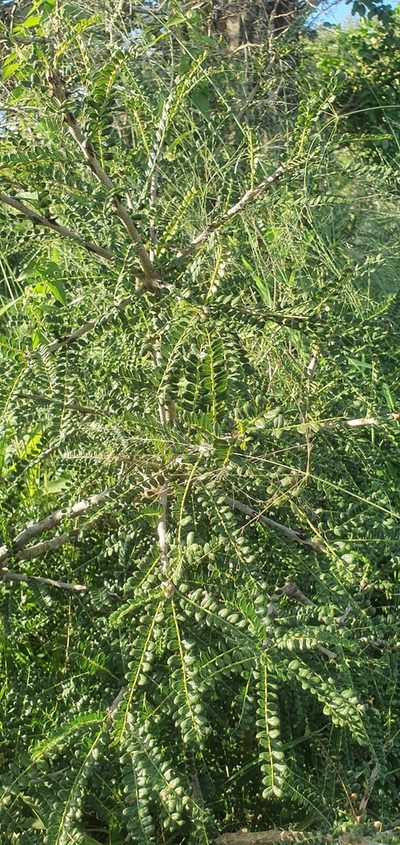 Zanthoxylum humile, photographed by Nic Knott-Craig