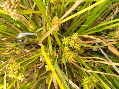 Carex flaviformis, photographed by Leon Perrie