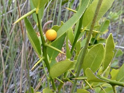 Citrus japonica, photographed by Toby Y