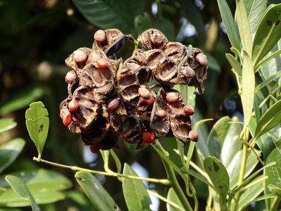 Ormosia emarginata, photographed by Toby Y