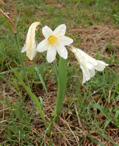 Cyrtanthus loddigesianus, photographed by Henry de Lange