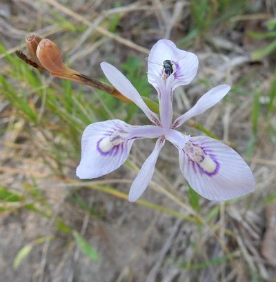 Moraea elliotii, photographed by Henry de Lange