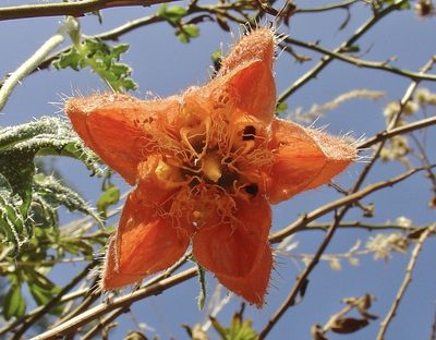 Caiophora cirsiifolia, photographed by Jean-Paul Boerekamps