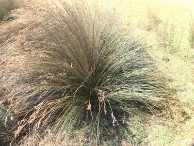 Juncus sarophorus, photographed by Paul Bell-Butler