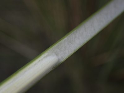 Juncus pallidus, photographed by Paul Bell-Butler