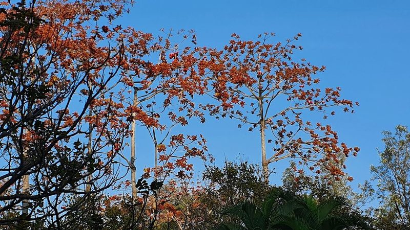 Sterculia foetida, photographed by Sunil D'Monte