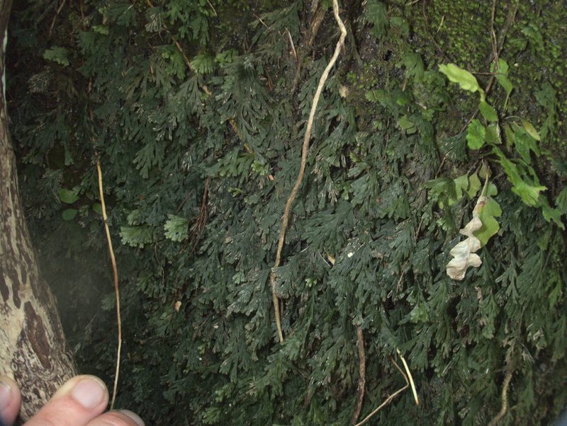 Polyphlebium endlicherianum, photographed by Paul Bell-Butler