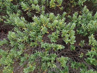 Veronica topiaria, photographed by Duncan Cunningham