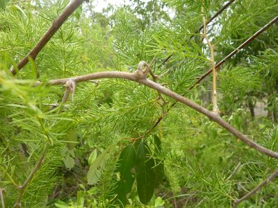 Asparagus africanus, photographed by Tony van Kampen