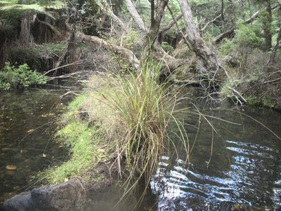 Carex rafflesiana, photographed by Paul Bell-Butler