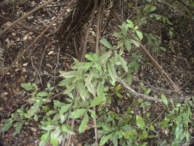 Alseuosmia macrophylla, photographed by Paul Bell-Butler