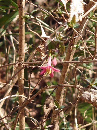 Lonicera gracilipes, photographed by WATANABE Hitoshi 渡辺仁