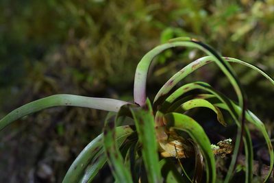 Dracophyllum traversii, photographed by Christopher Stephens