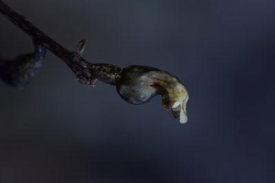 Gastrodia cunninghamii, photographed by Christopher Stephens