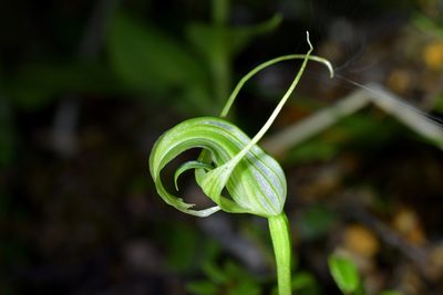 Pterostylis oliveri, photographed by Christopher Stephens