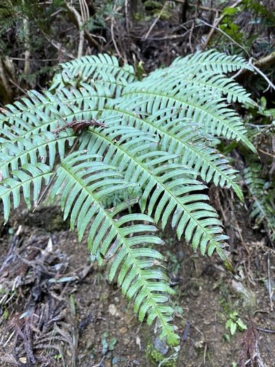 Pteris terminalis, photographed by りなべる