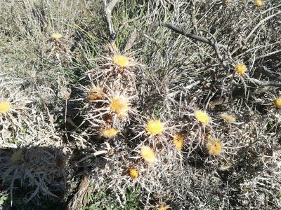 Carlina involucrata, photographed by Francesco Cecere