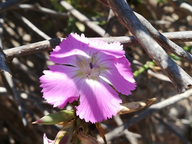 Dianthus rupicola, photographed by Francesco Cecere
