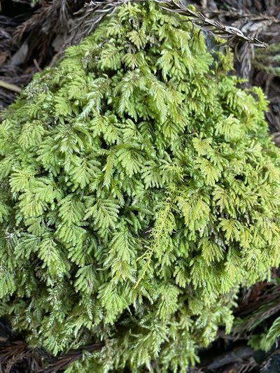 Hypopterygium flavolimbatum, photographed by りなべる