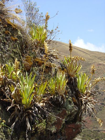 Tillandsia walteri, photographed by Jean-Paul Boerekamps