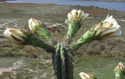 Trichocereus cuzcoensis, photographed by Jean-Paul Boerekamps