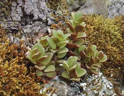 Peperomia hartwegiana, photographed by Jean-Paul Boerekamps