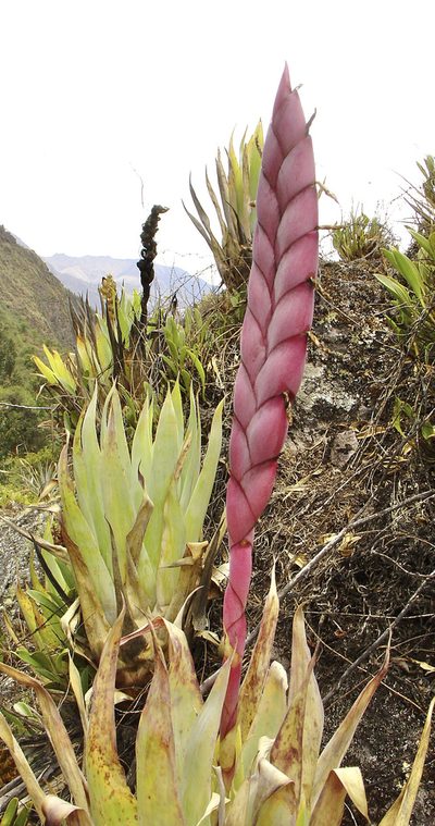 Tillandsia walteri, photographed by Jean-Paul Boerekamps