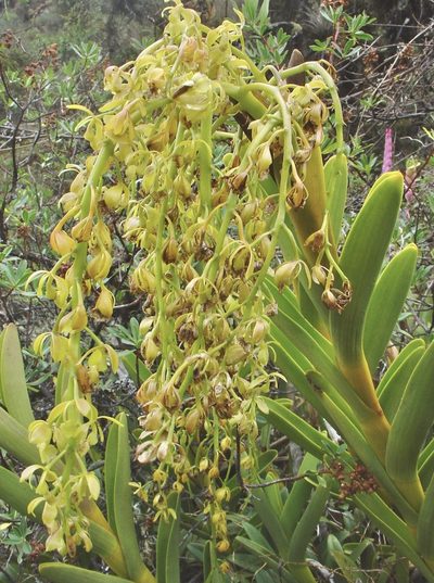 Epidendrum densifolium, photographed by Jean-Paul Boerekamps