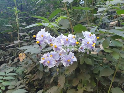 Solanum palustre, photographed by Luciano Massa