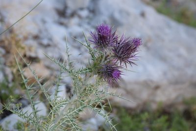 Ptilostemon afer, photographed by Kostas Zontanos